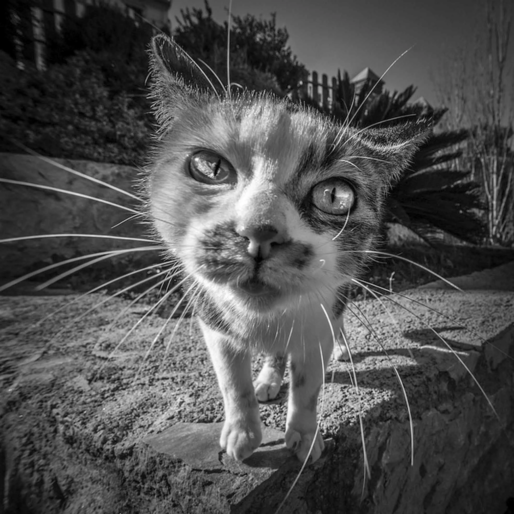 gato